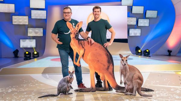 Studiogast Daniel Materna arbeitet im Münchner Tierpark und bringt spannendes Insiderwissen über Kängurus mit. | Rechte: ZDF/Ralf Wilschewski