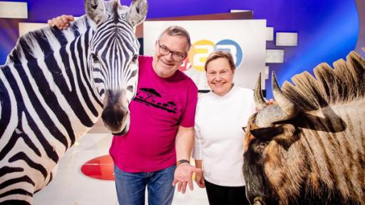 "1, 2 oder 3 - Auf in die Savanne": Elton und Frauke Fischer stehen im Studio zwischen Pappaufstellern von einem Zebra und einem Gnu.
