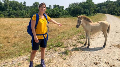 Goldschakal gesichtet | Im WWF-Auenschutzreservat Marchegg trifft Anna eine besondere Herde: frei lebende Konik-Pferde.