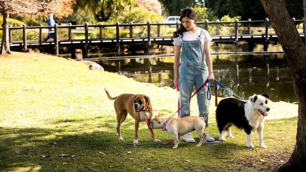 Kyra (Kimie Tsukakoshi) beim Gassi gehen mit den Hunden. Mit Boxerhündin Doris kann sie kommunizieren. | Rechte: ZDF/Jonathan M. Shiff Productions/Screen Queensland