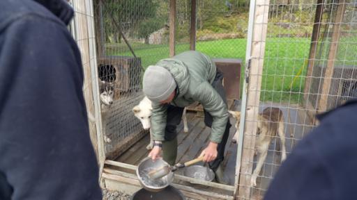 Max steht in einem Hundezwinger und füllt Futter in einen blechernen Napf. Zwei Huskys schauen ihm dabei zu.