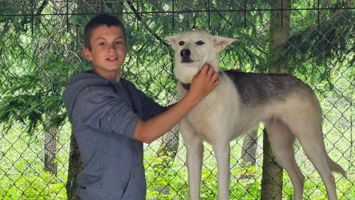 Endlich Huskys! (S01/E03) | Niklas schwebt auf Wolke 7! Auf der Huskyfarm neben der Schule kommt jeder Hundefan auf seine Kosten. Vor allem Niklas (hier mit Vierbeiner Piffi) genießt die Kuscheleinheiten mit den Huskys, um das Heimweh ein bisschen vergessen zu können.