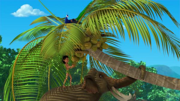 Hathi hilft Mogli eine Kokosnuss zu ernten. Dafür biegt der Elefant den Palmenstamm nach unten. Pula, der Pfau, der oben unbemerkt in der Palmenkrone sitzt, wird gleich aus dem Baum katapultiert werden und weit und schnell durch die Luft fliegen. | Rechte: ZDF/2009(c) DQ Entertainment