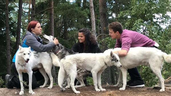 Louisa und Philipp besuchen im Südwesten Finnlands eine Huskyfarm. Hanne zeigt ihnen, auf was man achten muss, wenn man mit ihnen ein Rennen fährt. | Rechte: ZDF/Bettina Herzer