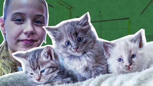 Schmusen mit Katzenbabys im Tierheim