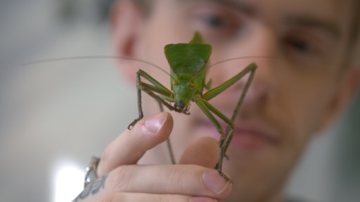 Adrian Kozakiewicz sucht das beste Insekten-Selfie | Rechte: KiKA