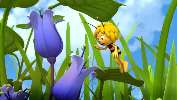Maja findet eine blaue Blume. | Rechte: ZDF/Studio100 Animation