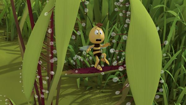 Willi hat sich in einer klebrigen Pflanze verfangen. | Rechte: ZDF/Studio100 Animation