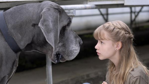 Lilly (Laura Gabriel) machte eine unliebsame Bekanntschaft mit einem Wachhund. | Rechte: NDR/Romano Ruhnau