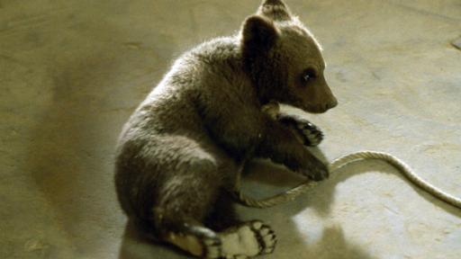 Ein Braunbärbaby sitzt auf Betonboden.