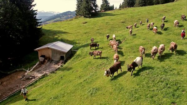 Heute begleitet "Die Sendung mit dem Elefanten" die Kuh Lena beim Abtrieb von der Alpe ins Tal. | Rechte: WDR
