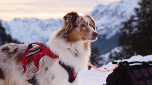 Ein Hund mit Hundegeschirr in Schneelandschaft