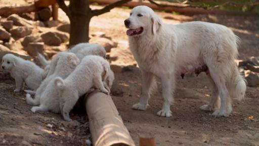 "Zwei Hunde auf einem Bauernhof · Ein Zwergpony wird gestriegelt · Elefant, Hase und das Schaukelpferd · Duggee und die Quirlies spielen Verstecken · Ein schönes Einhorn · Viele Hundewelpen