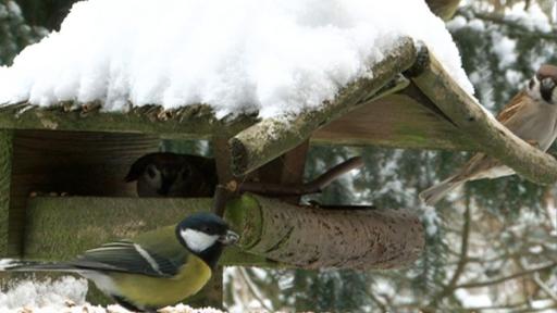 Was fressen Vögel im Winter?