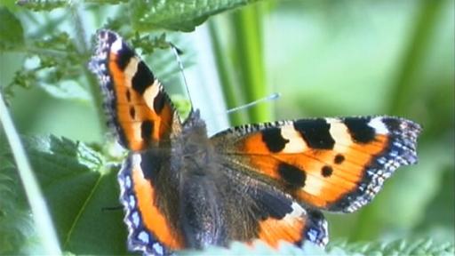 Ein schön gemusterter Schmetterling sitzt auf einem Blatt