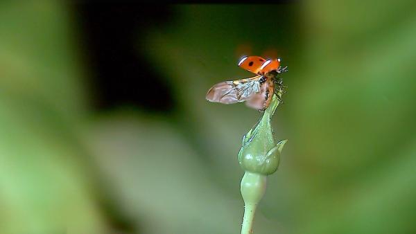Ein Marienkäfer sitzt auf einer Knospe und spreizt seine Flügel | Rechte: WDR