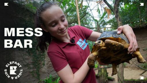 Ein Mädchen mit rotem Polohemd hält eine Schildkröte hoch.