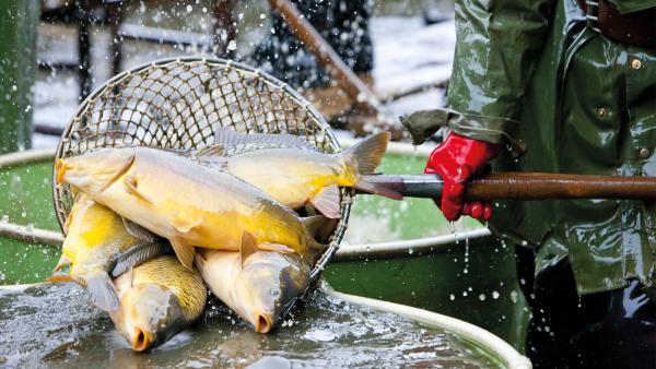 Tote Fische in einem Fischerkescher