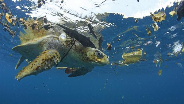 Schildkröte im Wasser. Um sie herum Plastikmüll.