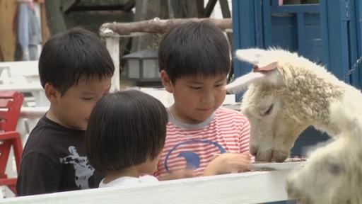 Die Kinder locken Tiere an.