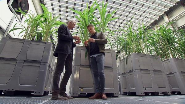 Felix trifft den Pflanzenforscher Thomas Altmann, der an neuen Pflanzensorten forscht, die mit den veränderten Wetterbedingungen mithalten können. | Rechte: KiKA
