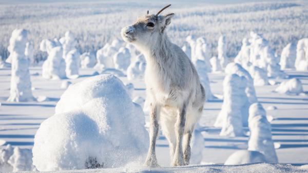 Ailo wächst auf der abenteuerlichen Reise durch die raue Wildnis Lapplands allmählich zu einem großen Rentier heran. Doch der Weg durch die Kälte der majestätischen Tundra ist beschwerlich. | Rechte: ZDF/Ascot Elite Entertainment