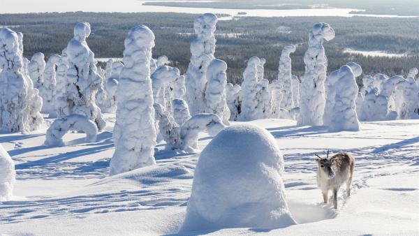 Ailo wächst auf der abenteuerlichen Reise durch die raue Wildnis Lapplands allmählich zu einem großen Rentier heran. Nun kann er der Kälte der majestätischen Tundra trotzen. | Rechte: ZDF/Ascot Elite Entertainment
