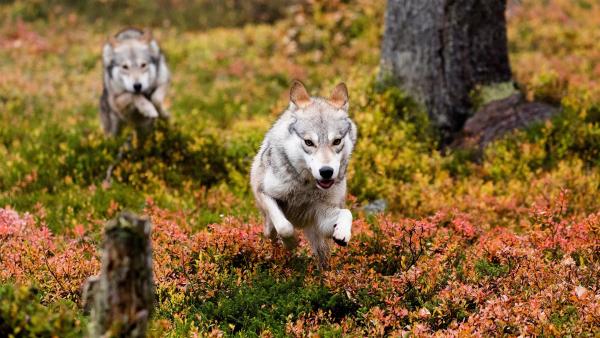 Die Wölfe haben entdeckt, dass sich ein junges Rentier in ihrem Revier aufhält. Gemeinsam versuchen sie, das Jungtier zu jagen und zu umzingeln. | Rechte: ZDF/Ascot Elite Entertainment