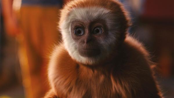 Aus dem Nichts taucht bei der trauernden Familie eine kleine, muntere Gibbon-Affendame auf, die Frank auf wundersame Weise an seine verstorbene Schwester erinnert. | Rechte: MDR/Unlimited Stories AB 2017/Niklas Maupoix