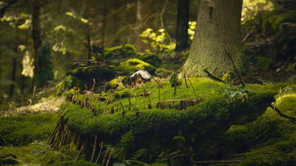Ein Junge aus dem Naturcamp versteckt sich im Wald. Er will nicht entdeckt werden. | Rechte: KiKA/BFILM.cz