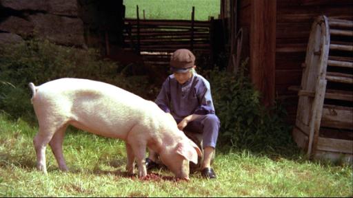 Michel kniet auf einer Wiese vorm Schatten und streichelt ein Schwein, während das Kirschen frisst.