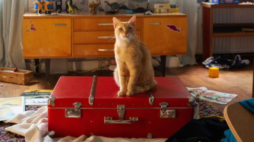 Ein Kater sitzt auf einem roten Koffer, der mittig auf dem Fußboden in einem Kinderzimmer liegt. 