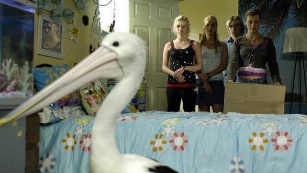 Cleo (Phoebe Tonkin, re.) versucht den Pelikan einzufangen, den ihre kleine Schwester ins Haus geschmuggelt haben muss. | Rechte: ZDF/Jasin Boland