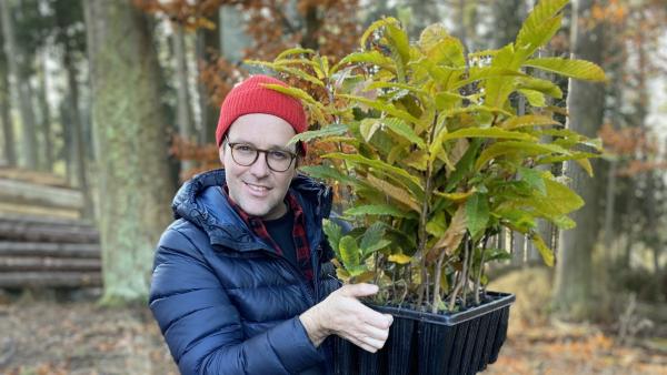 Ben will beim Aufforsten helfen und erfährt, wie man einen Setzlinge richtig pflanzt. | Rechte: KiKA/Sabine Kraetzschmar