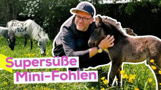 Ben hockt auf einer Wiese eng neben einem Mini-Fohlen und lächelt in die Kamera. Im Hintergrund zwei Pferde und eine Hecke. Unten die Aufschrift Supersüße Mini-Fohlen.