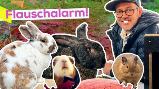 Ben, lächelnd, mit falschen Hasenzähnen. Vor ihm ein großes, dunkles Kaninchen. Davor noch mehr Bilder von einem hellen Kaninchen, einem Meerschweinchen und einem Degu. Aufschrift: Flauschalarm!