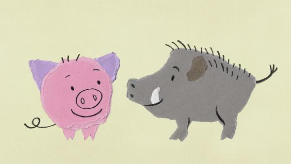 Schweine und Wildschweine | Rechte: KiKA
