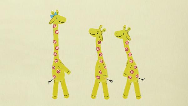 drei Giraffe