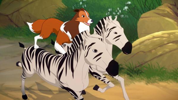 Lassie treibt ein paar ausgebüxte Zebras wieder zusammen. | Rechte: Superprod, ZDF, ZDFE