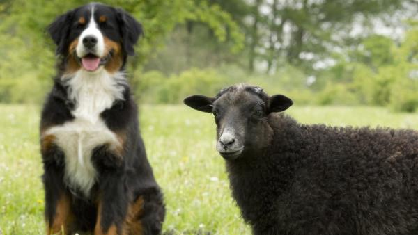 Keks und Schirley Schaf treffen sich auf der Wiese. So ein kuscheliges Fell hätte Keks auch gerne. | Rechte: ZDF/Zia Ziarno