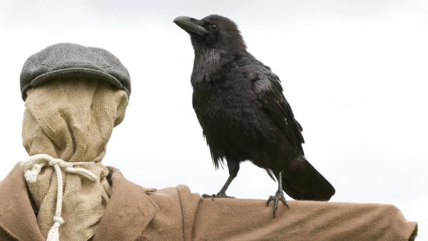Wer hat Angst vor einer Vogelscheuche? Rüdiger Rabe jedenfalls nicht! | Rechte: ZDF/Zia Ziarno