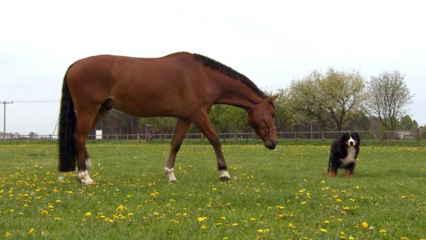 Keks erkundet die Weide in seiner Nähe und lernt Fiona Fohlen kennen. | Rechte: ZDF/Studio TV