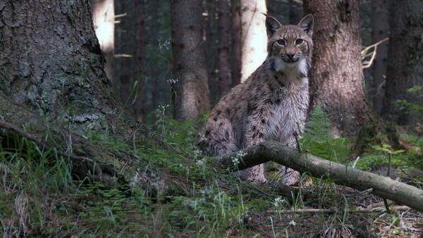 Lars Luchs hört im Wald jedes kleine Geräusch. | Rechte: ZDF/Studio TV