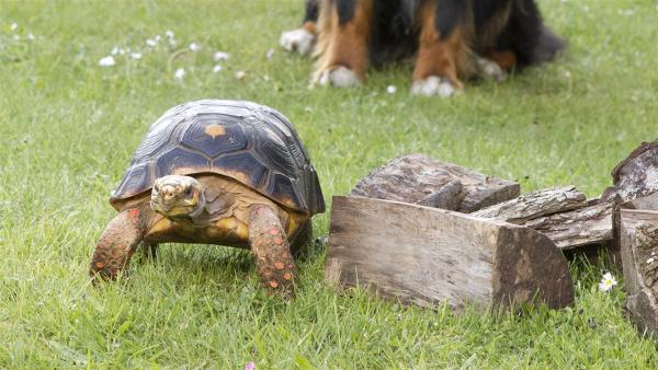 Keks trifft im Nachbarsgarten Solana Schildkröte. | Rechte: ZDF/Zia Ziarno