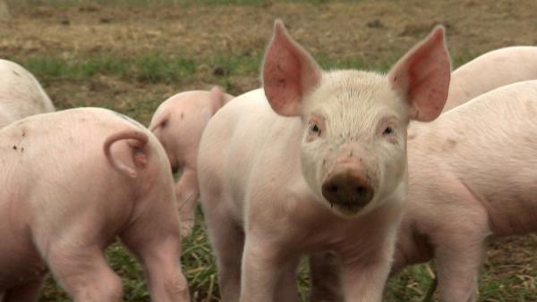 Schweinchen Sascha hat große Pläne. Er möchte die größte Schnüffelnase aller Zeiten werden. | Rechte: ZDF/Studio TV