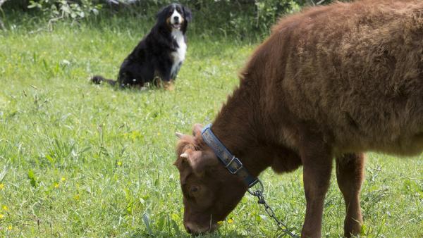 Hund Keks hilft Halina Highlander bei der Suche nach ihrem versteckten Lieblingsfutter. | Rechte: ZDF/Zia Ziarno