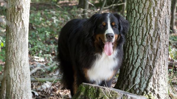Keks staunt nicht schlecht, als er die größten Riesen des Waldes entdeckt. Winnie Wisent erklärt ihm, dass sie die größten Landsäugetiere in Europa sind. | Rechte: ZDF/Zia Ziarno