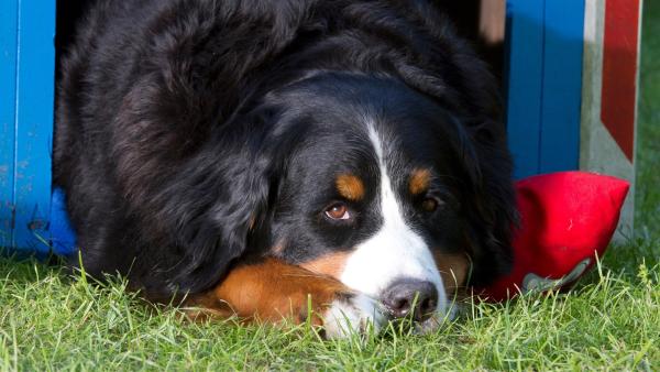 Keks liegt in seiner Hundehütte und träumt von seinem nächsten Abenteuer. | Rechte: ZDF/Zia Ziarno