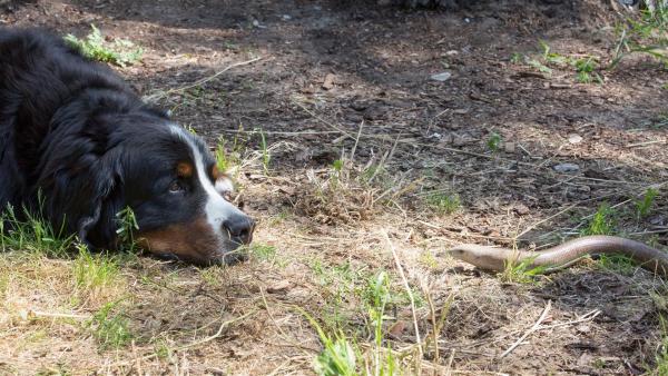 Gerettet! Hund Keks hat einen sicheren und warmen Platz für Petrina Panzerschleiche gefunden. | Rechte: ZDF/Zia Ziarno