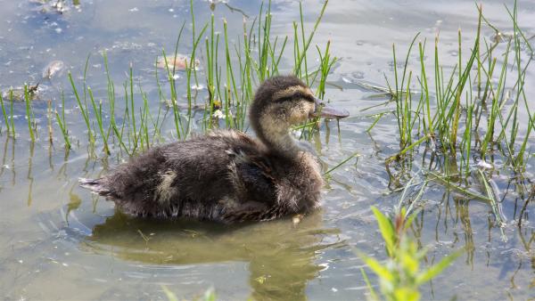 Endlich! Wasser! Die junge Ente ist Hund Keks sehr dankbar, den See hätte er nicht alleine gefunden. Doch wo sind jetzt Emils Mama und seine Geschwister? | Rechte: ZDF/Zia Ziarno